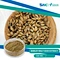 Barley Malt Seed Extract